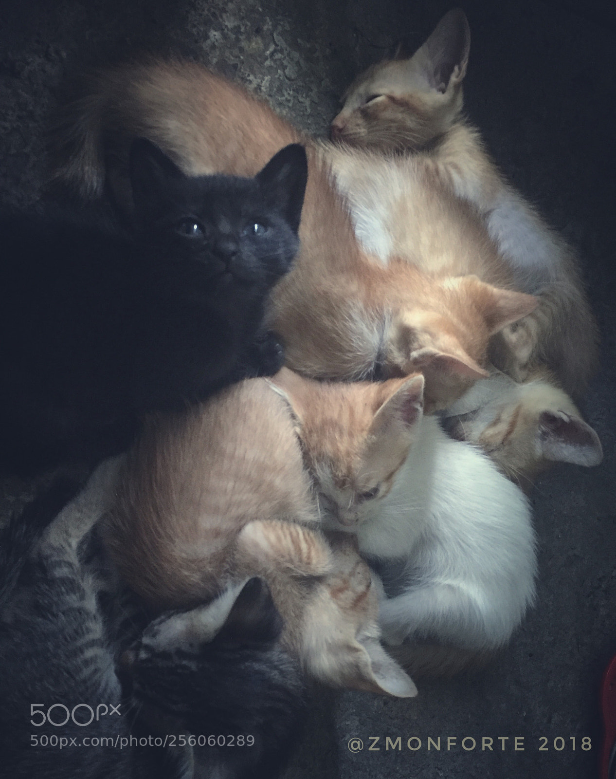 Apple iPhone 6 sample photo. Siesta time photography