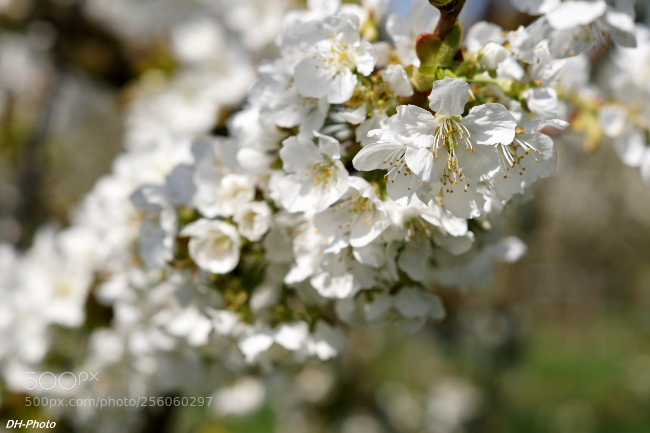 Sony ILCA-77M2 sample photo. Cherry blossoms photography