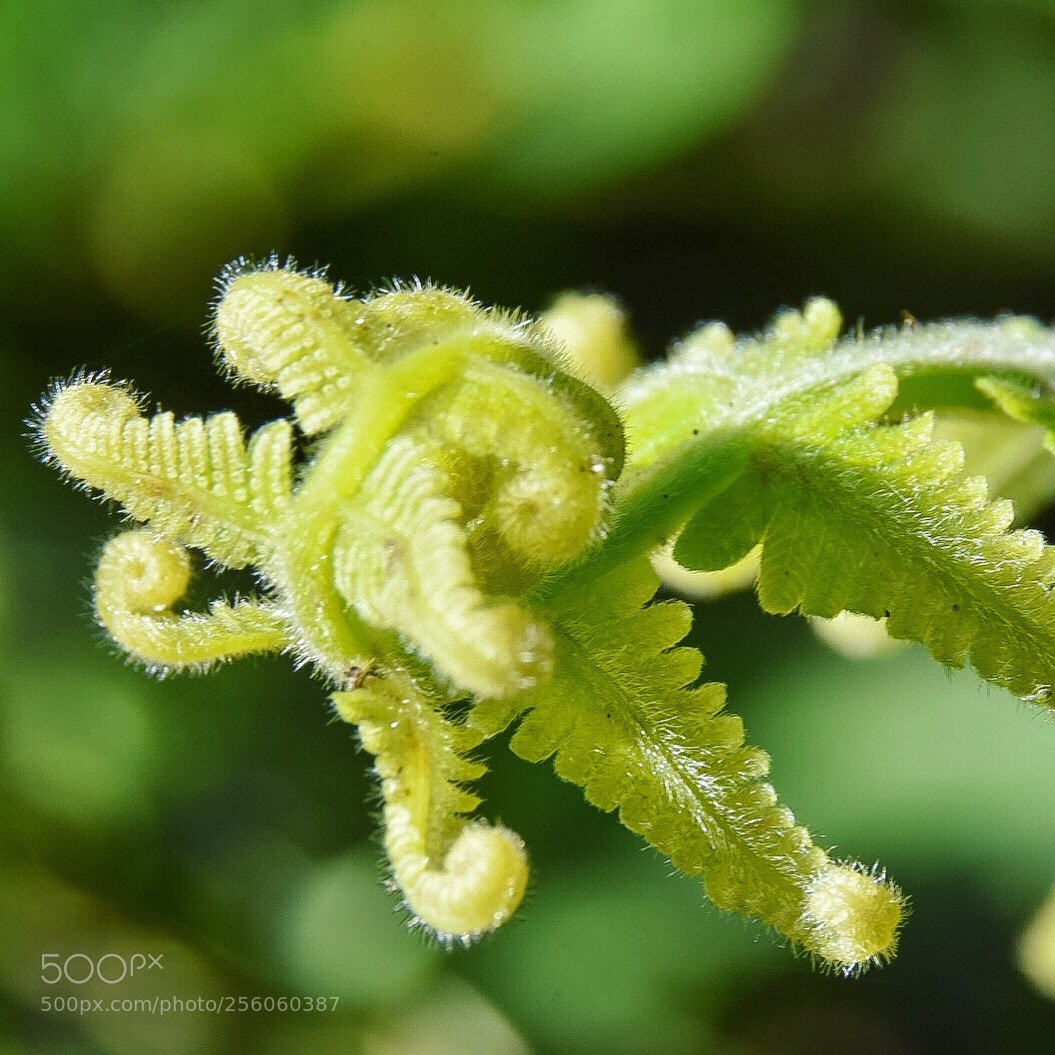 Nikon D7200 sample photo. Fern photography