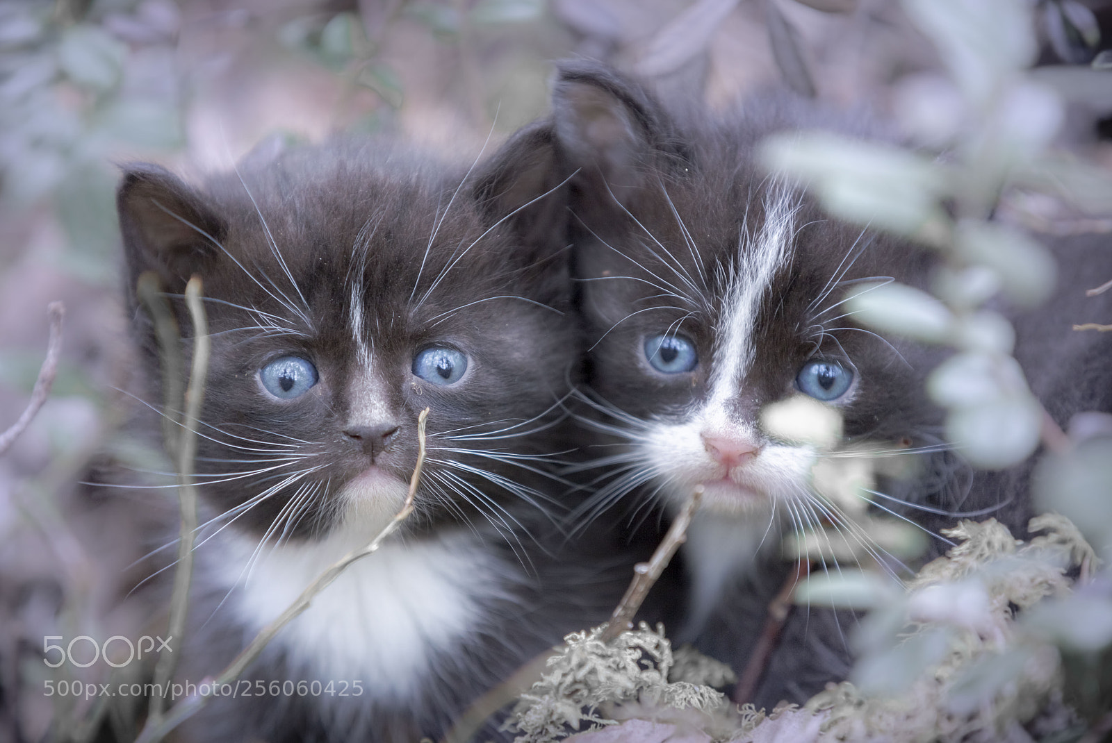 Canon EOS 5DS sample photo. Siblings photography