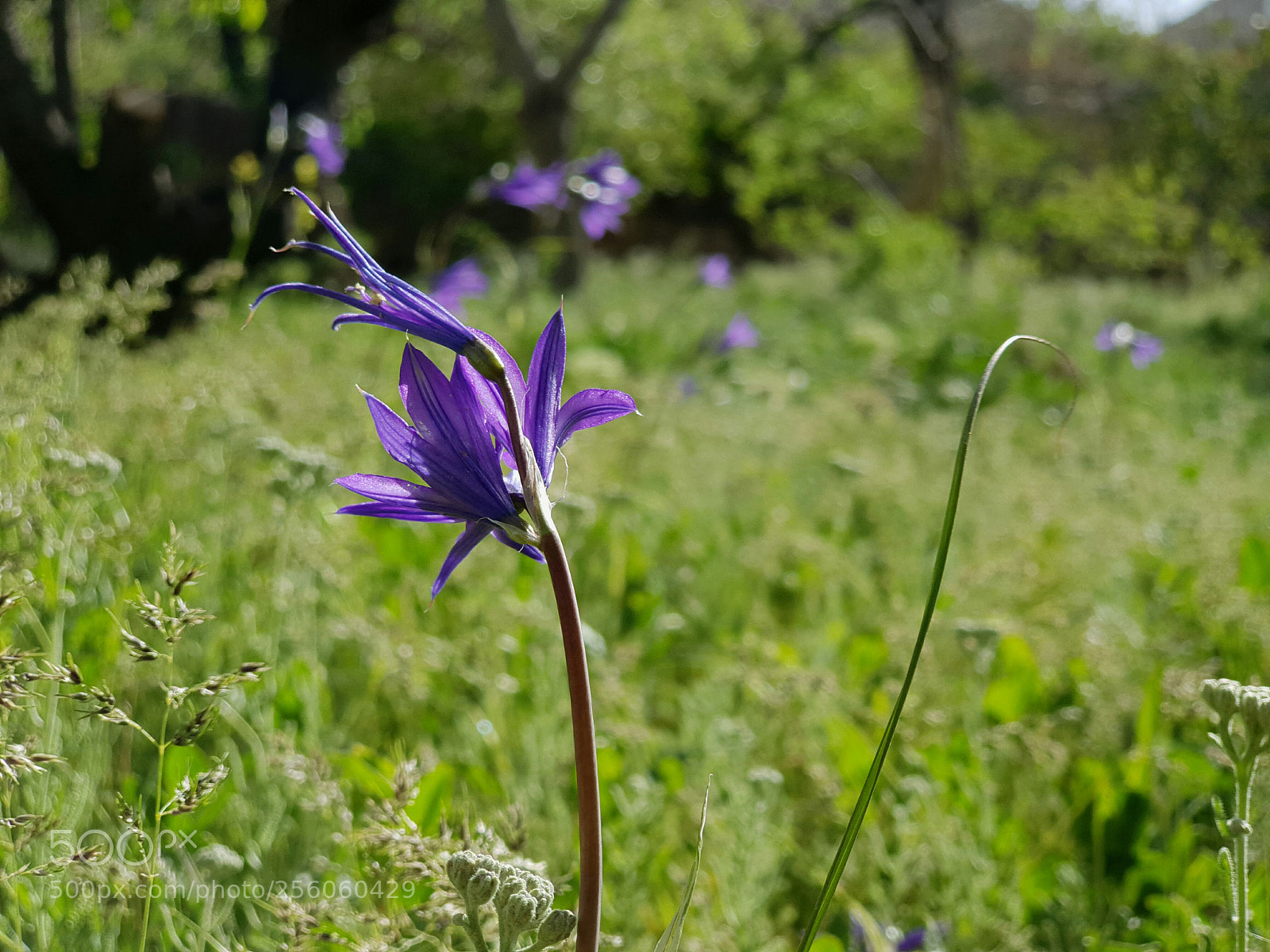 Samsung Galaxy S9+ sample photo. Turn to purple photography