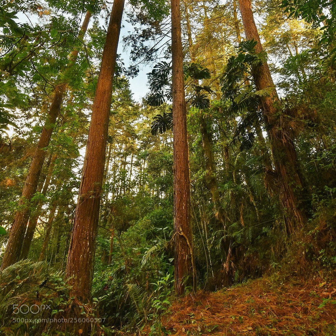 Nikon D7200 sample photo. Forest photography