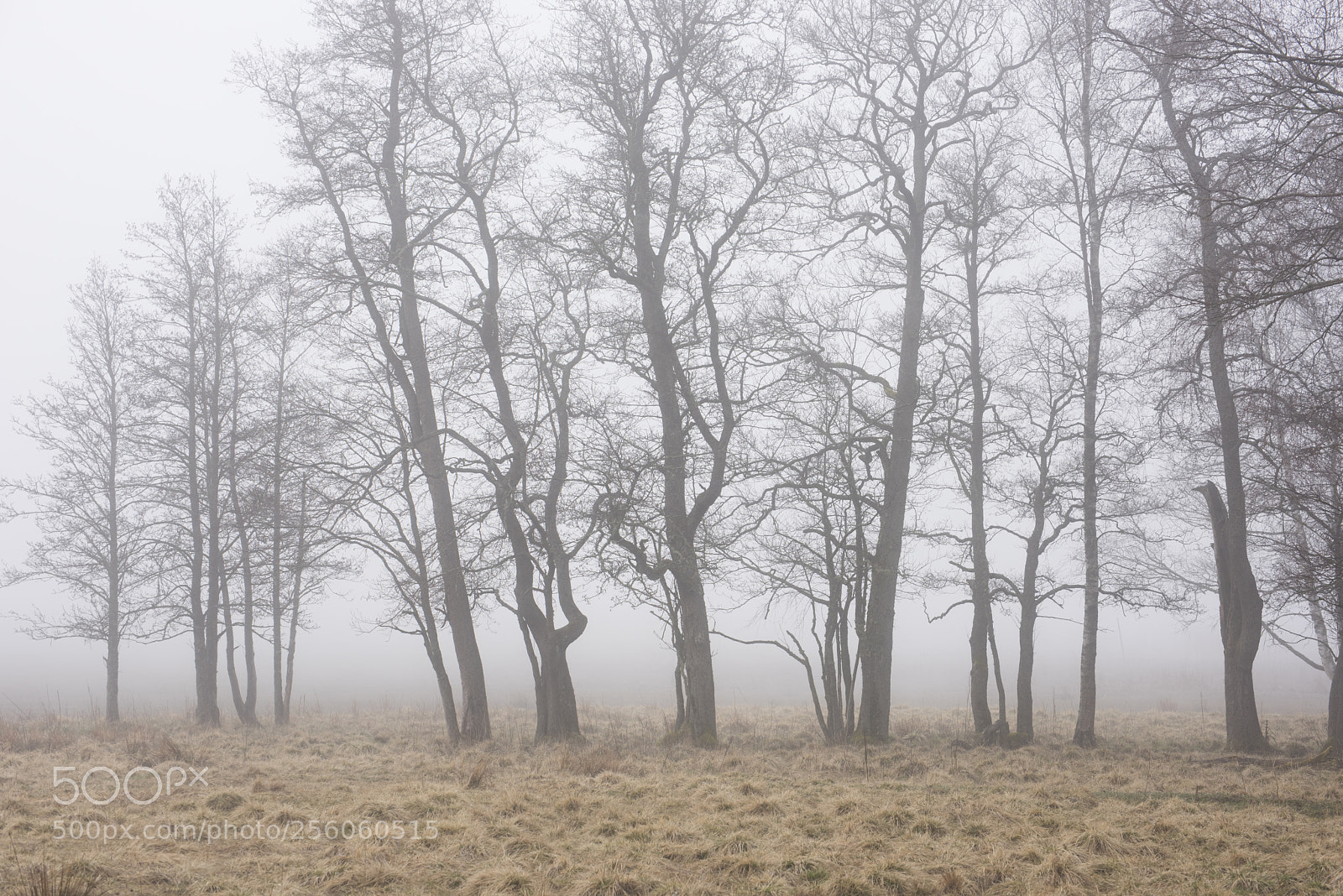 Nikon D810 sample photo. Alders photography