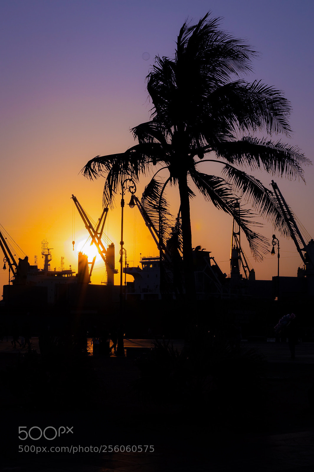 Nikon D3200 sample photo. Palmera photography