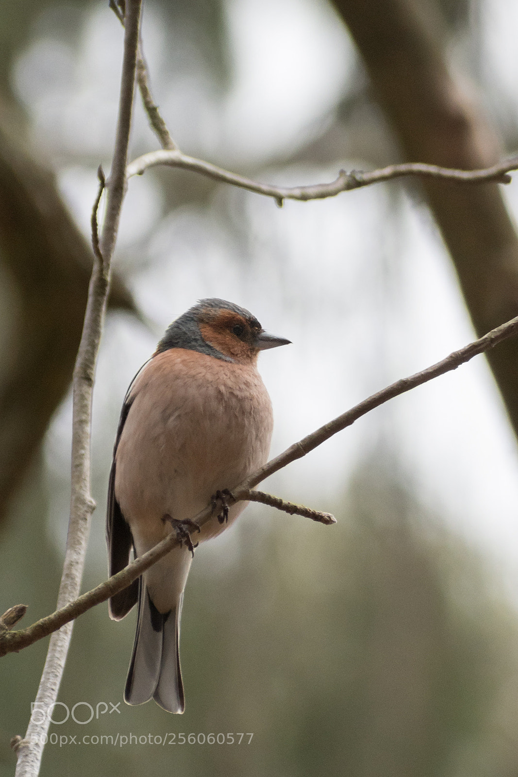 Nikon D500 sample photo. Common chaffinch photography