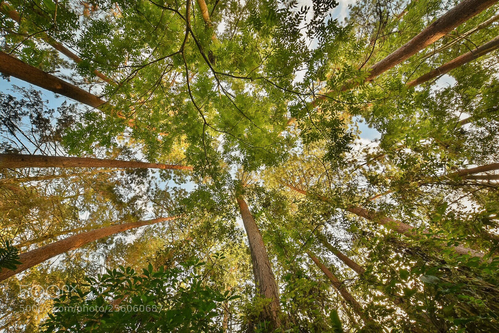 Nikon D7200 sample photo. Forest photography