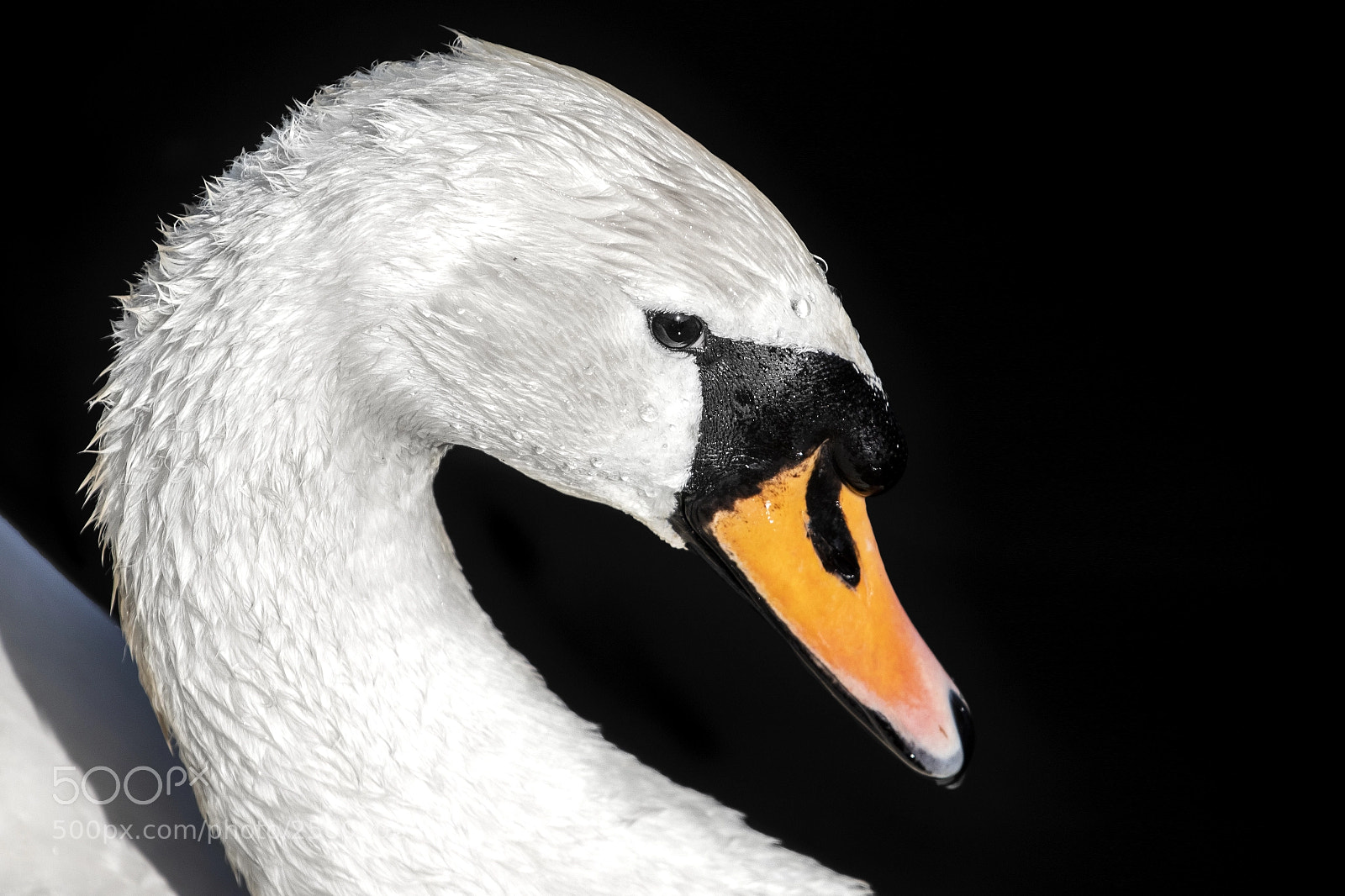 Canon EOS 80D sample photo. Swan portrait photography