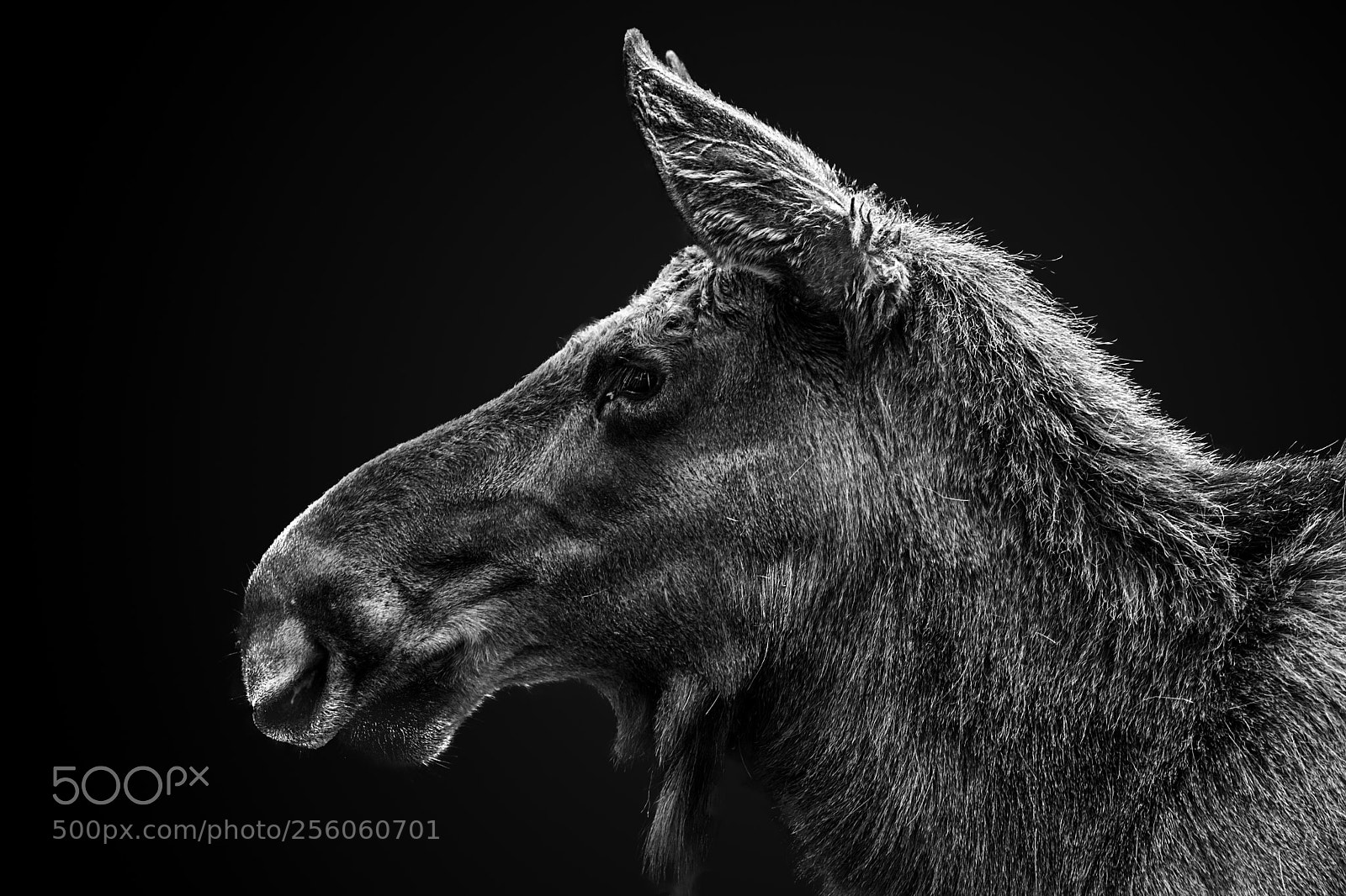 Canon EOS 80D sample photo. Portrait of a deer photography