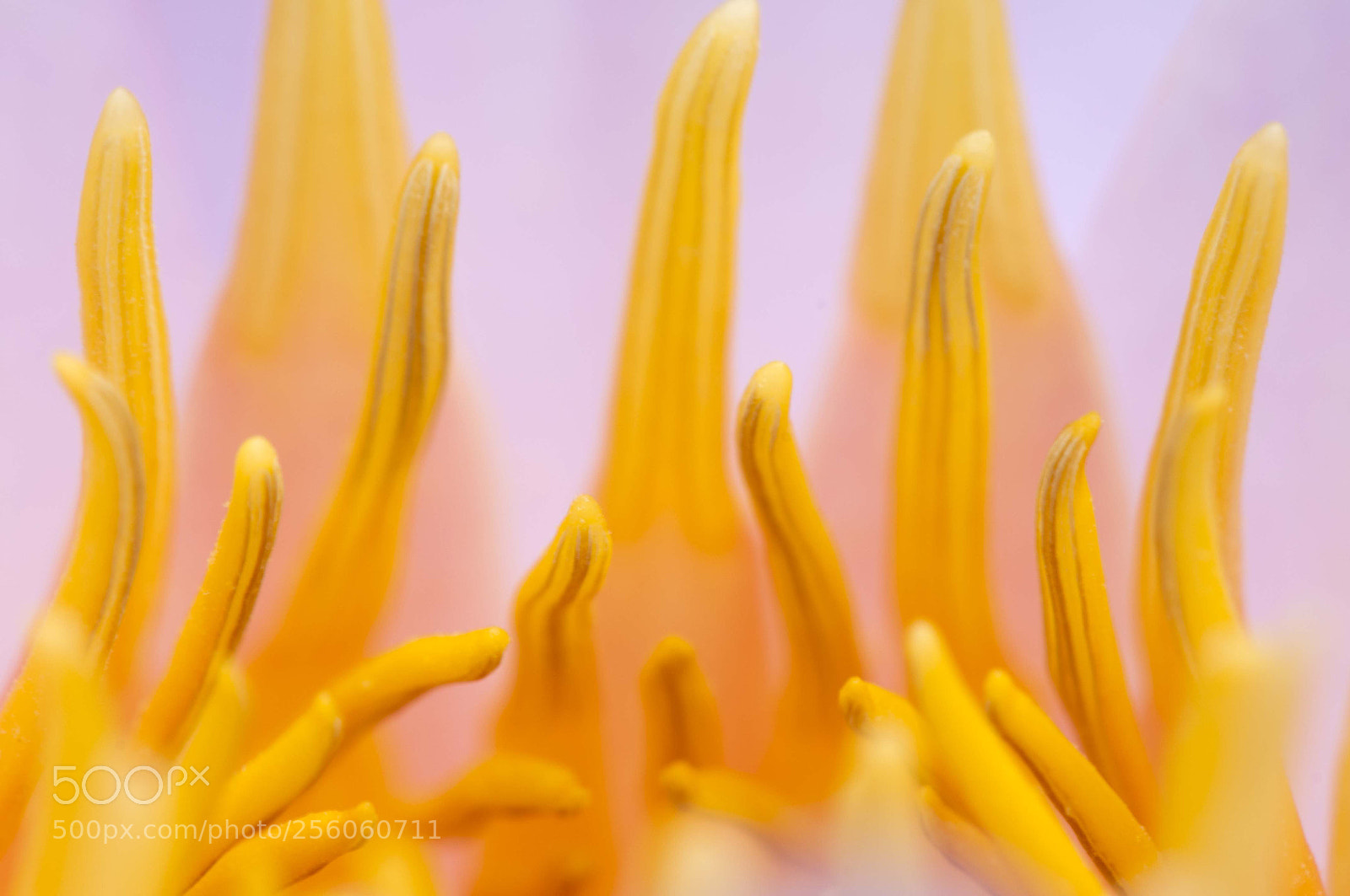 Nikon D300 sample photo. Flower power photography