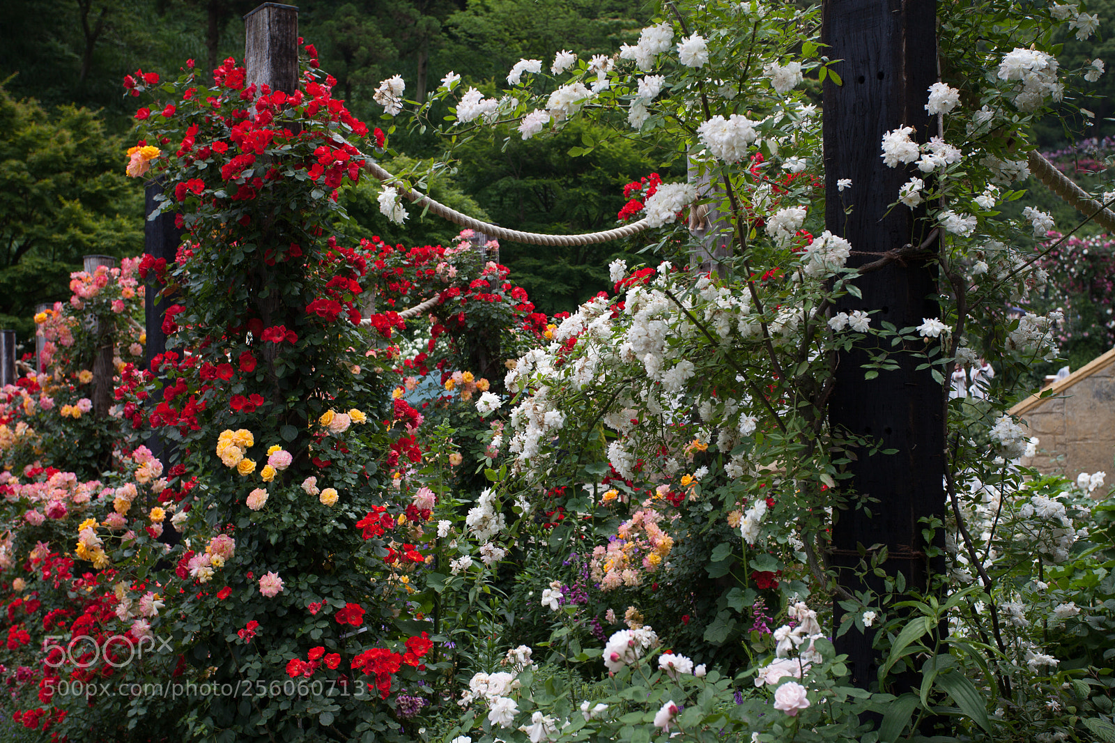 Canon EOS 5D Mark II sample photo. Roses in atami, japan photography
