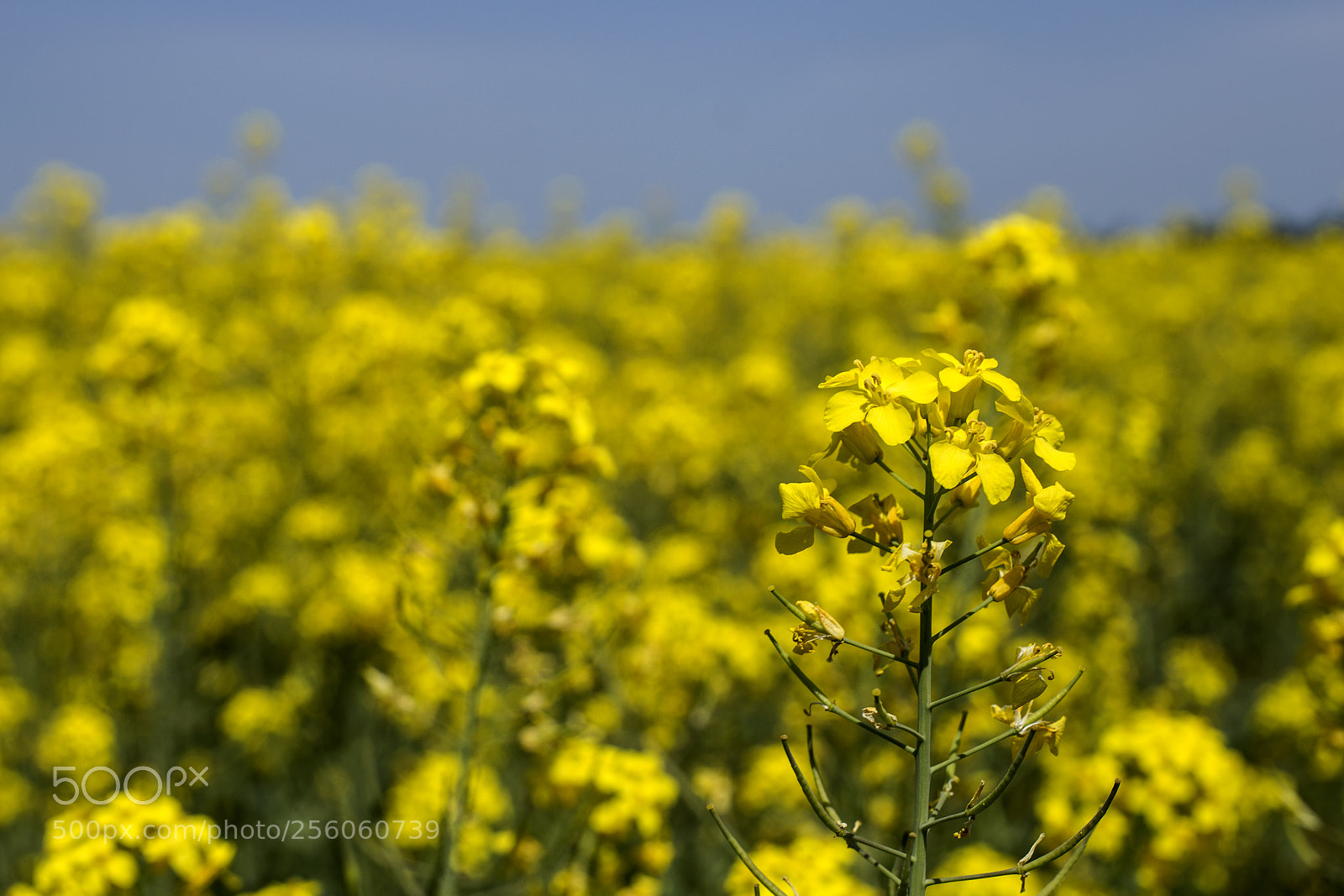 Canon EOS 6D sample photo. Canola field photography