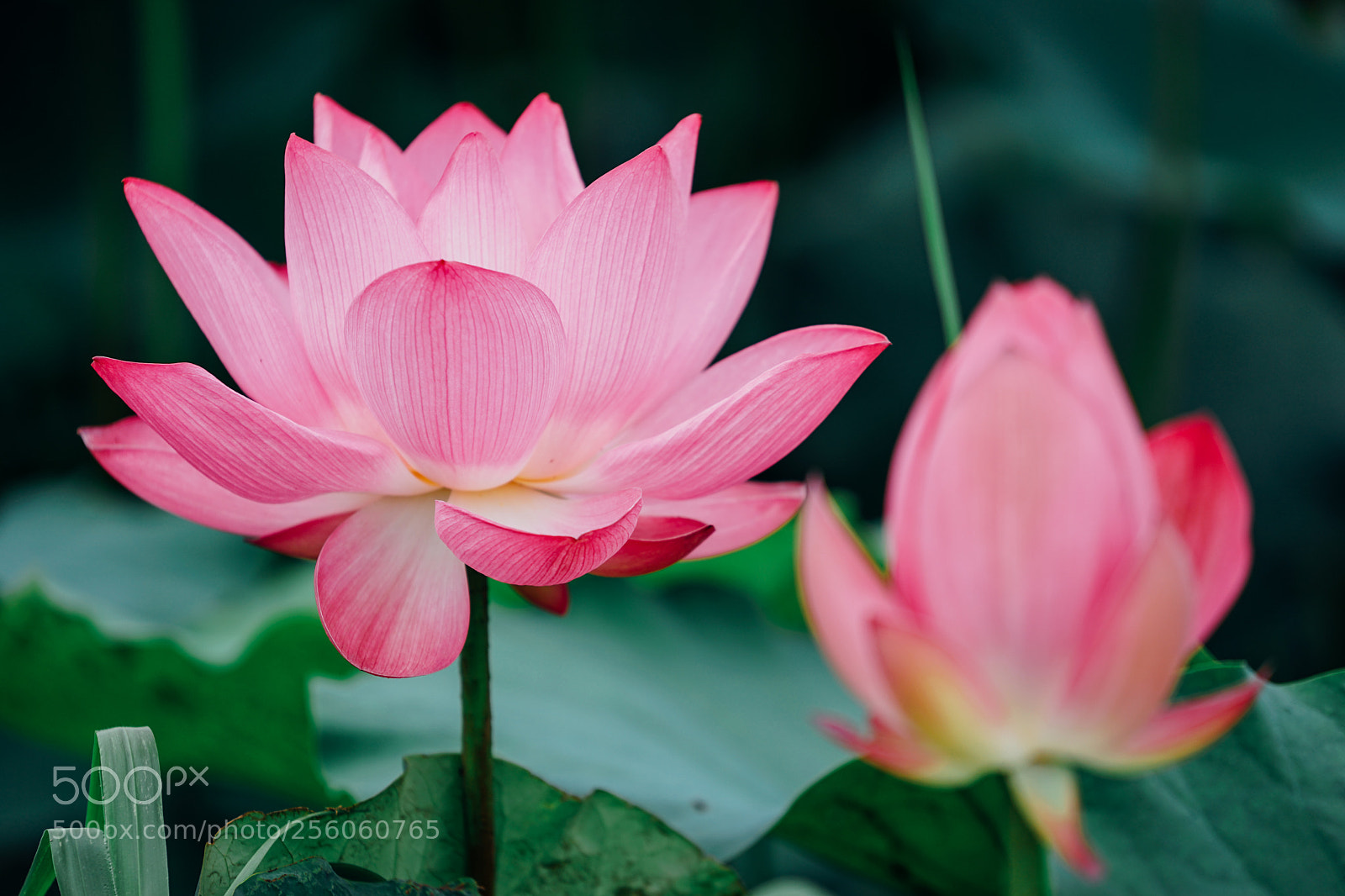 Sony a7 II sample photo. Lotus photography