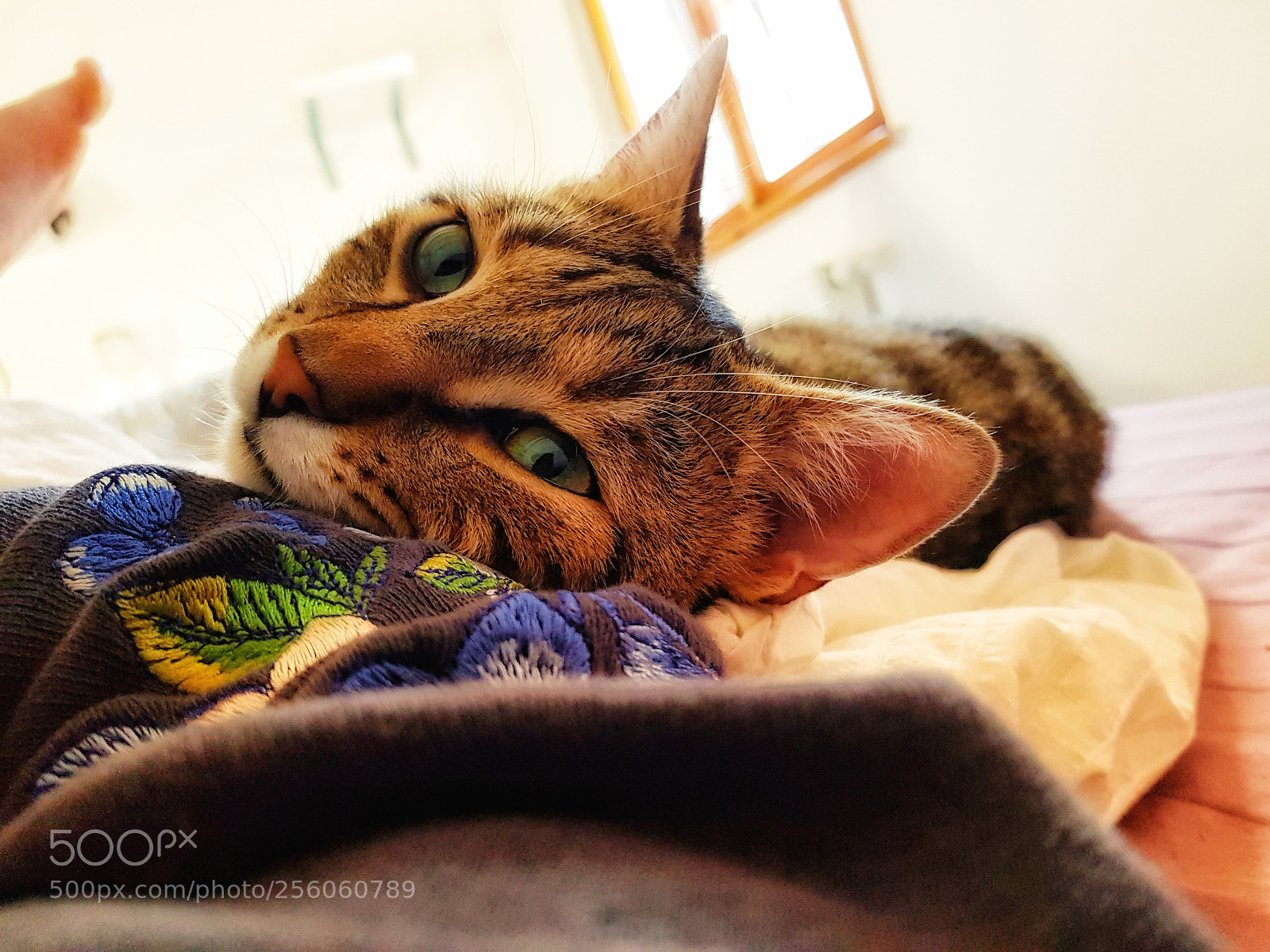 Samsung Galaxy S8 sample photo. Pet portrait/ mufasa 2018 photography