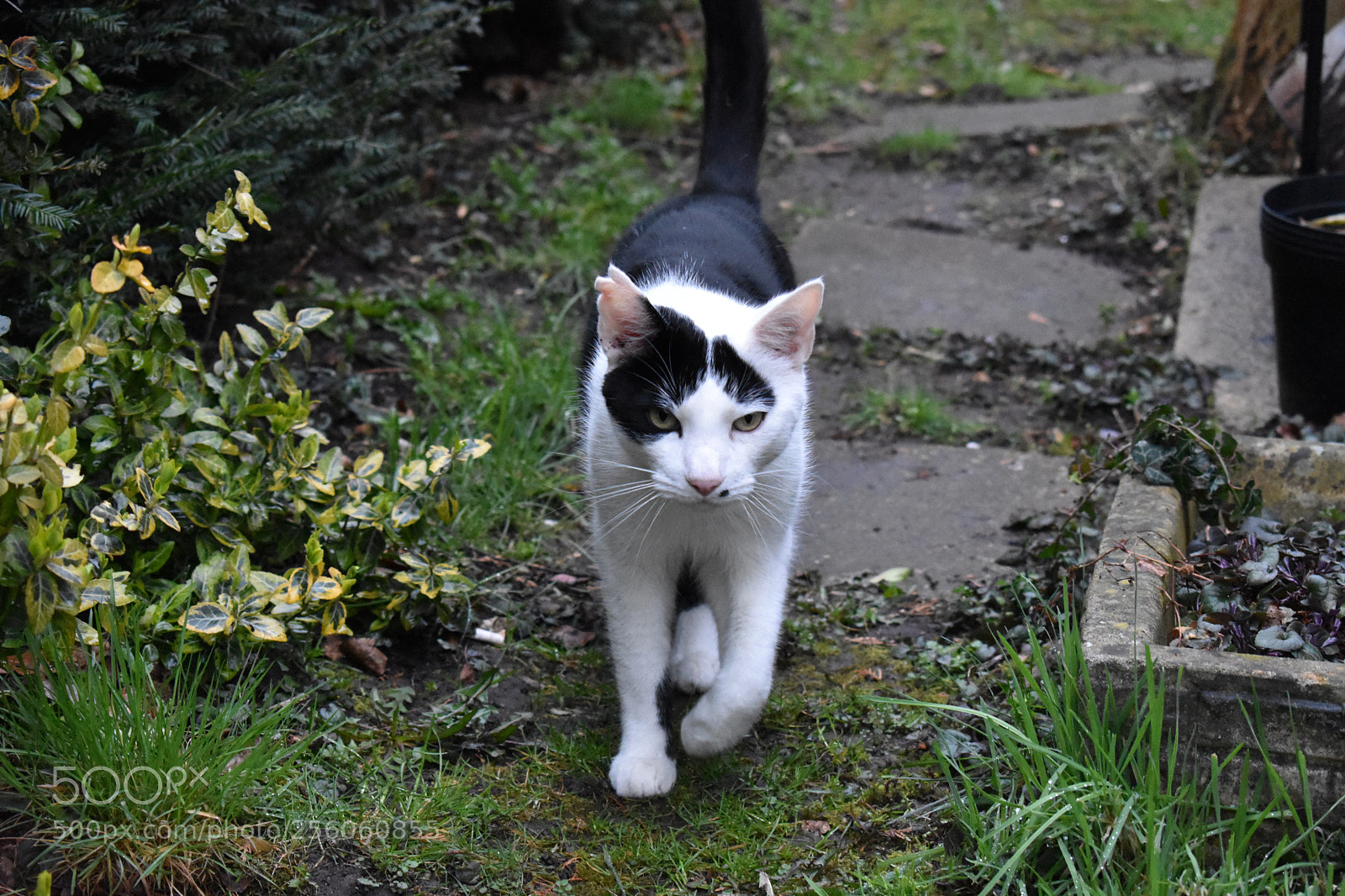 Nikon D3400 sample photo. Cat photography