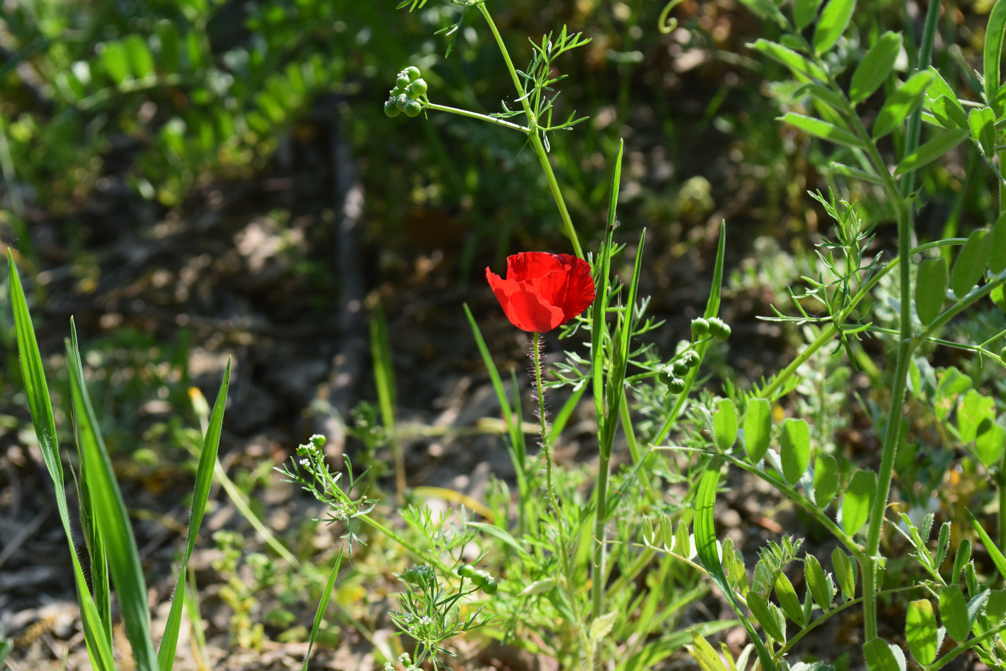 Nikon D5300 sample photo. .. photography