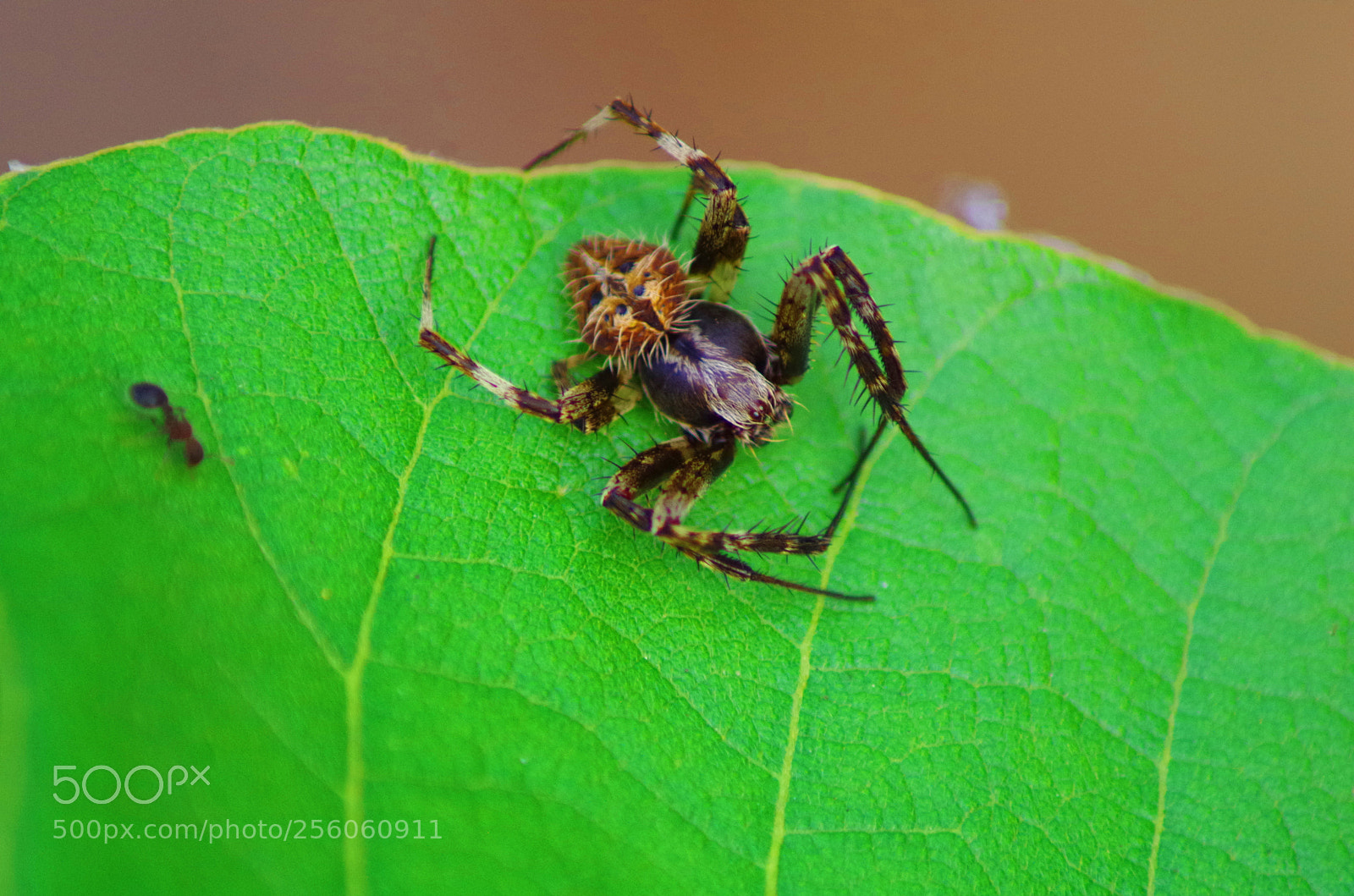 Pentax K-500 sample photo. Moneky spider ! photography