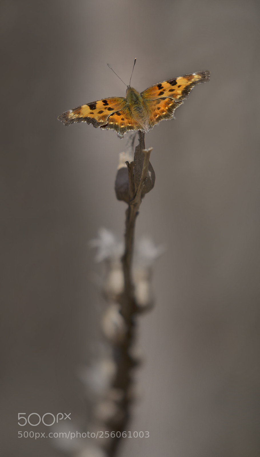 Nikon D7000 sample photo. Satyr anglewing photography