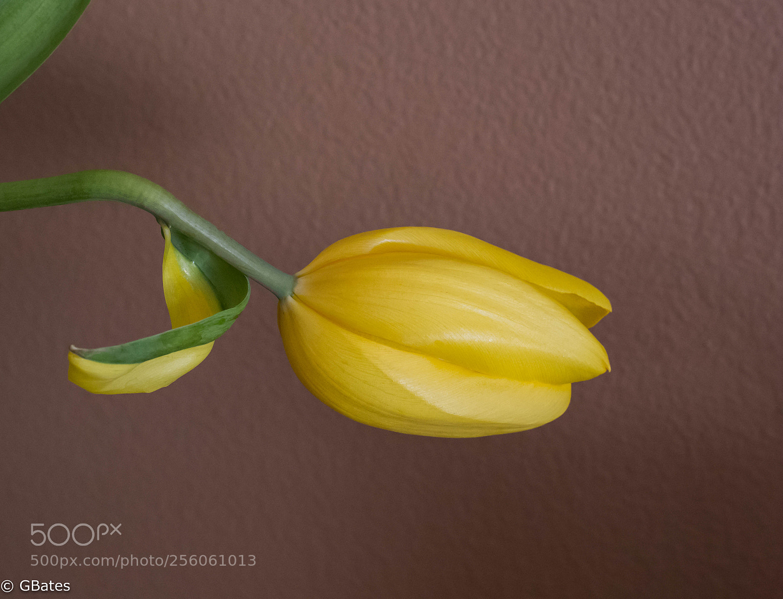 Canon EOS 6D sample photo. Tulip and yellow leaf photography