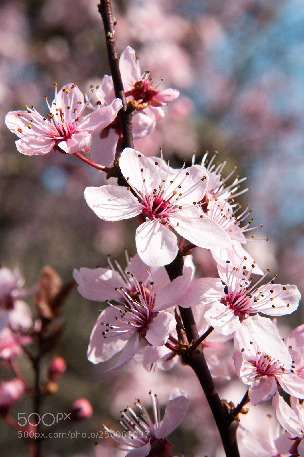 Canon EOS 70D sample photo. Spring photography