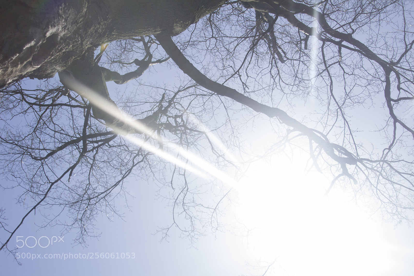Canon EOS 1200D (EOS Rebel T5 / EOS Kiss X70 / EOS Hi) sample photo. Tree trunk, branches, and photography