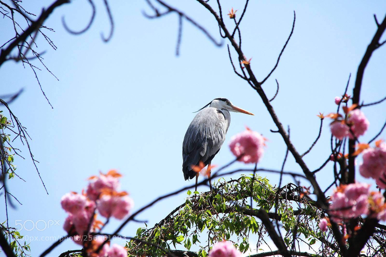 Canon EOS 7D sample photo. Kyoto photography
