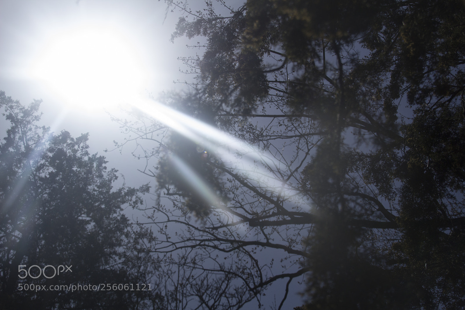 Canon EOS 1200D (EOS Rebel T5 / EOS Kiss X70 / EOS Hi) sample photo. Heavenly branches, trees, and photography