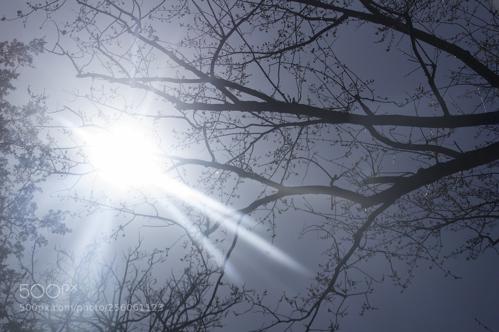 Canon EOS 1200D (EOS Rebel T5 / EOS Kiss X70 / EOS Hi) sample photo. Branches pointing towards the photography