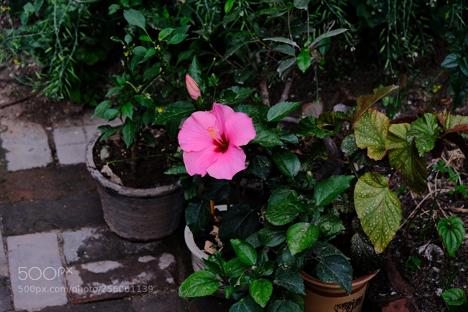Fujifilm X-Pro2 sample photo. Hibiscus photography