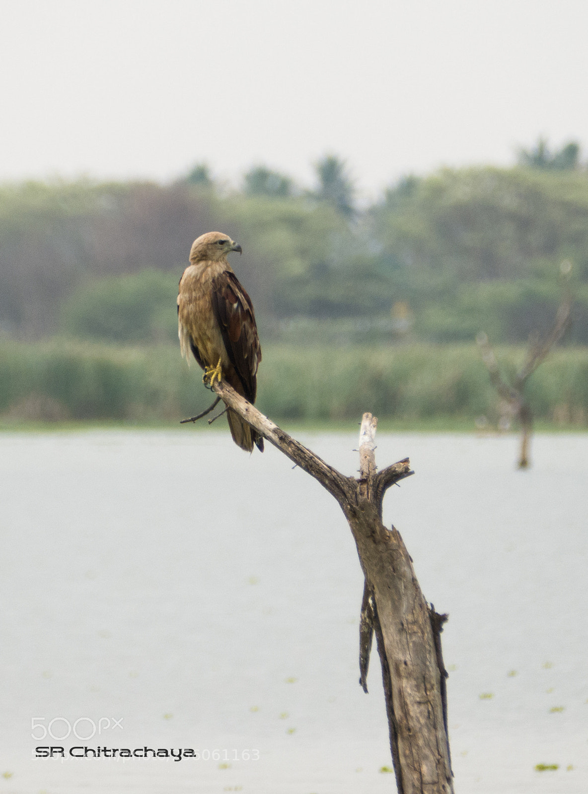 Panasonic Lumix DMC-FZ1000 sample photo. Black kite photography