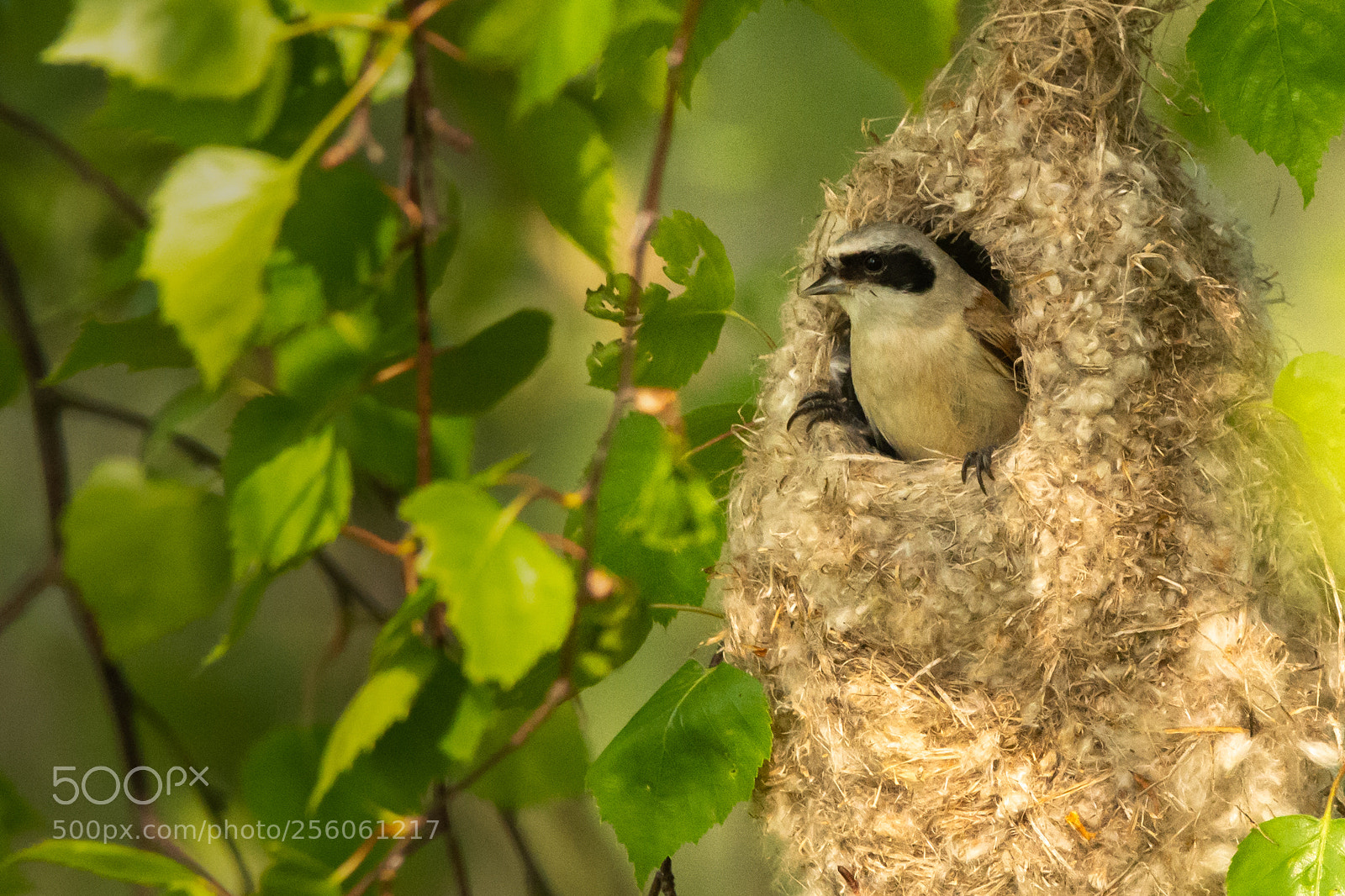 Nikon D7200 sample photo. Comfy home photography