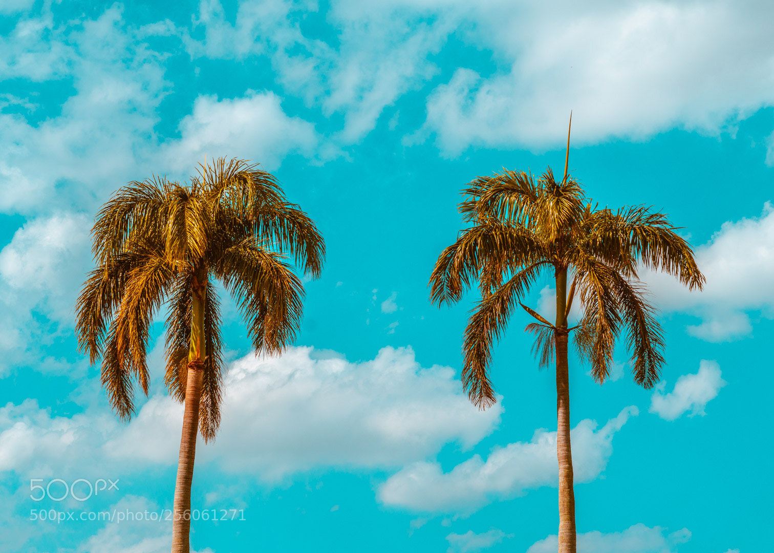 Sony a6500 sample photo. Palms photography