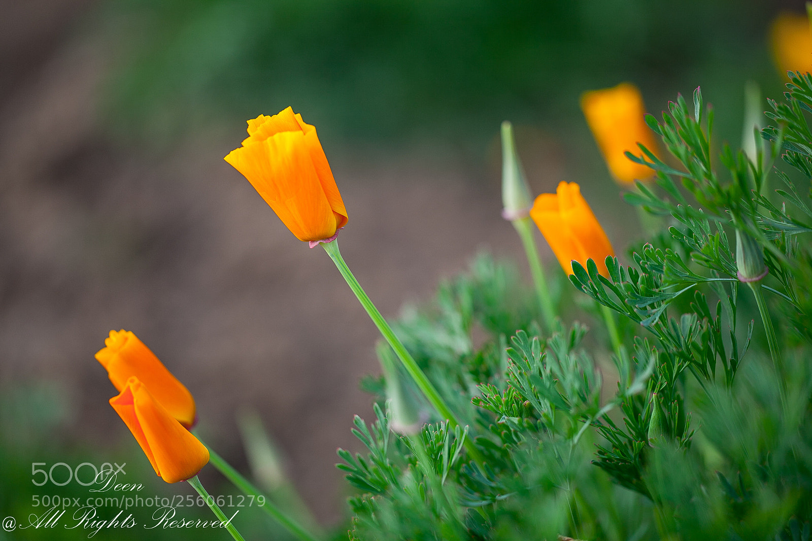 Canon EOS 5D Mark II sample photo. Orange bloom photography