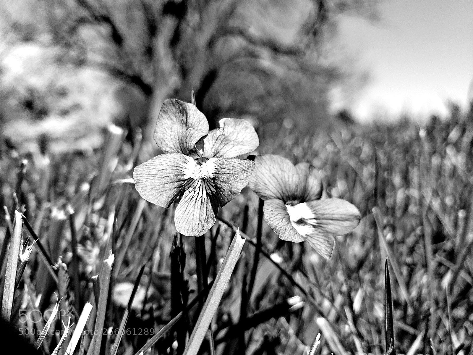 Samsung Galaxy S9+ sample photo. Flowers photography