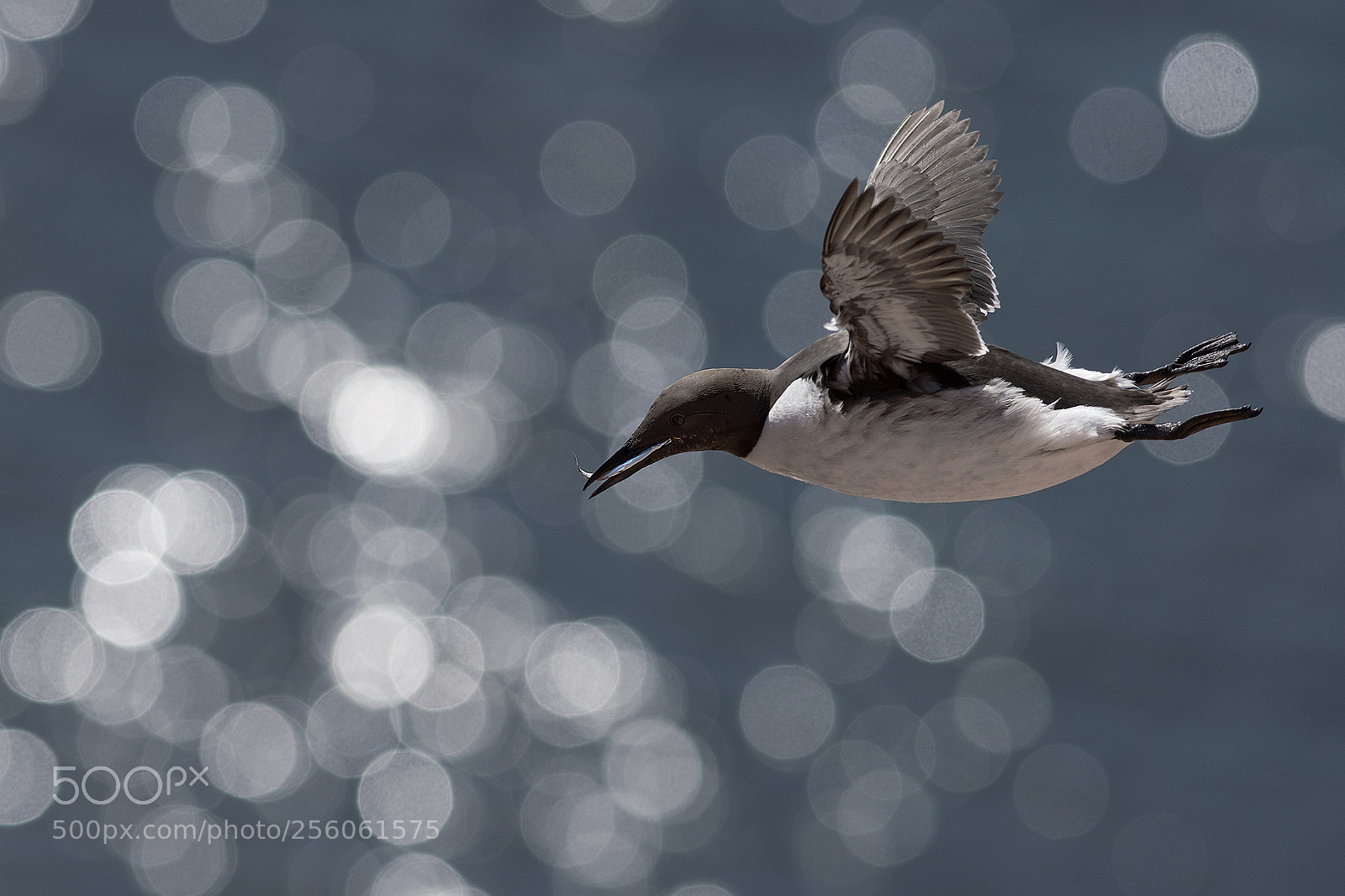 Nikon D500 sample photo. Guillemot photography