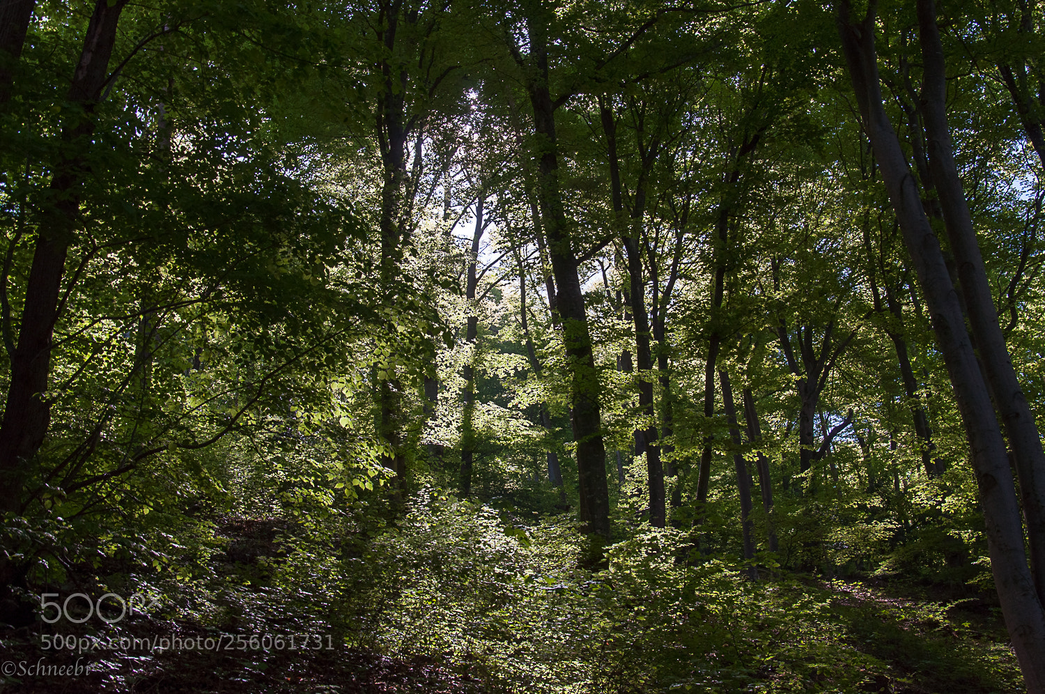 Nikon D90 sample photo. Wald-sonnenstrahlen photography