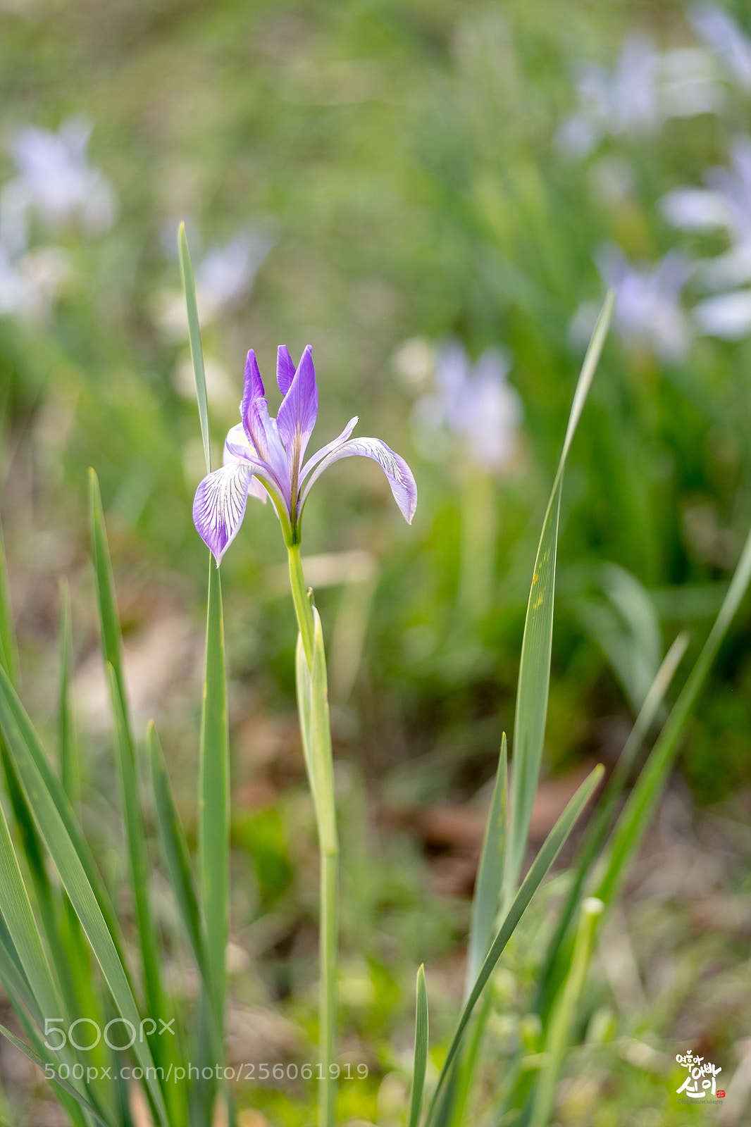 Fujifilm X-T2 sample photo. Iris photography