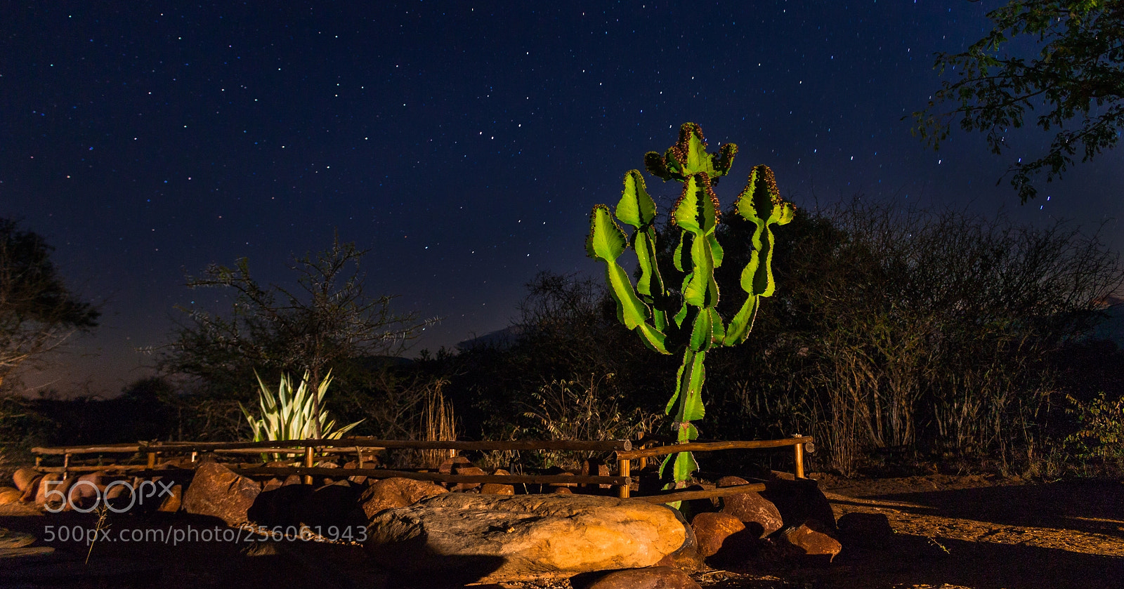 Canon EOS 100D (EOS Rebel SL1 / EOS Kiss X7) sample photo. African cactus photography