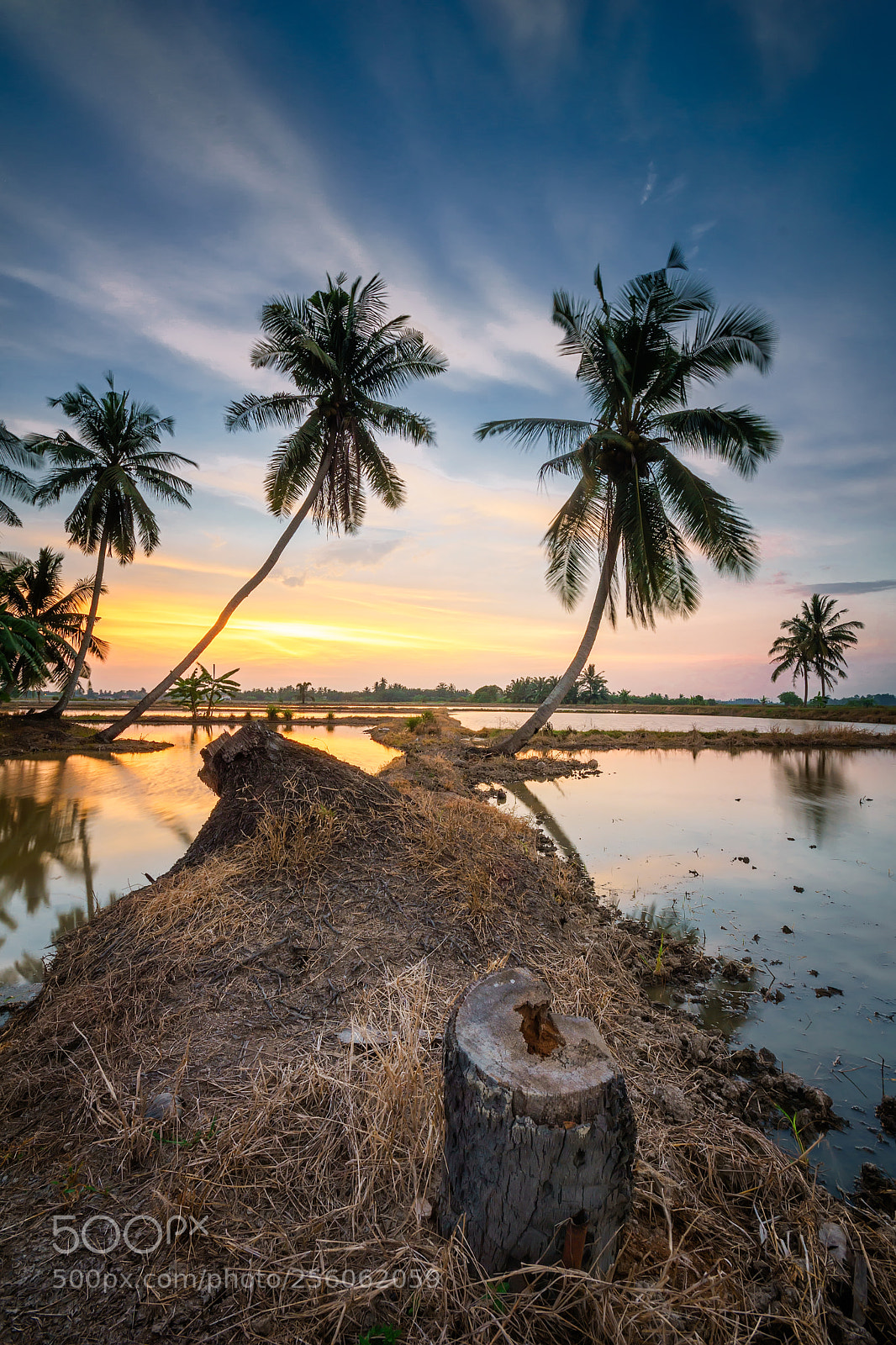 Sony a6000 sample photo. The coconut trees photography