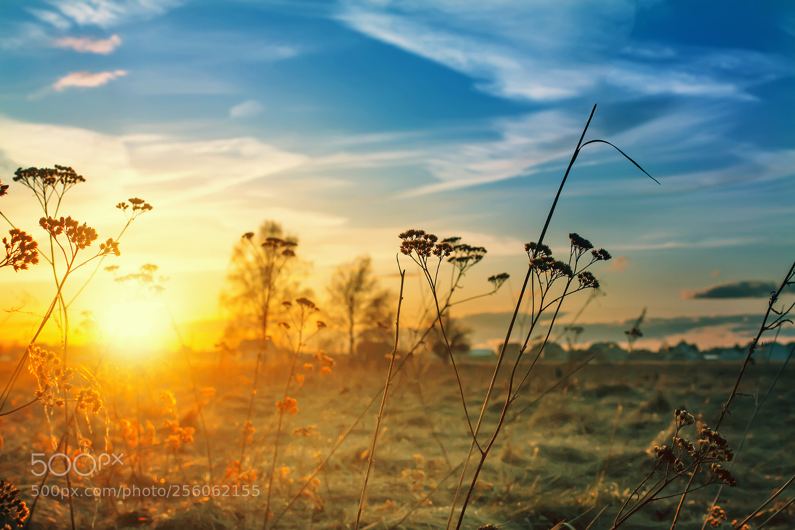 Canon EOS 600D (Rebel EOS T3i / EOS Kiss X5) sample photo. Grass on the sunset photography