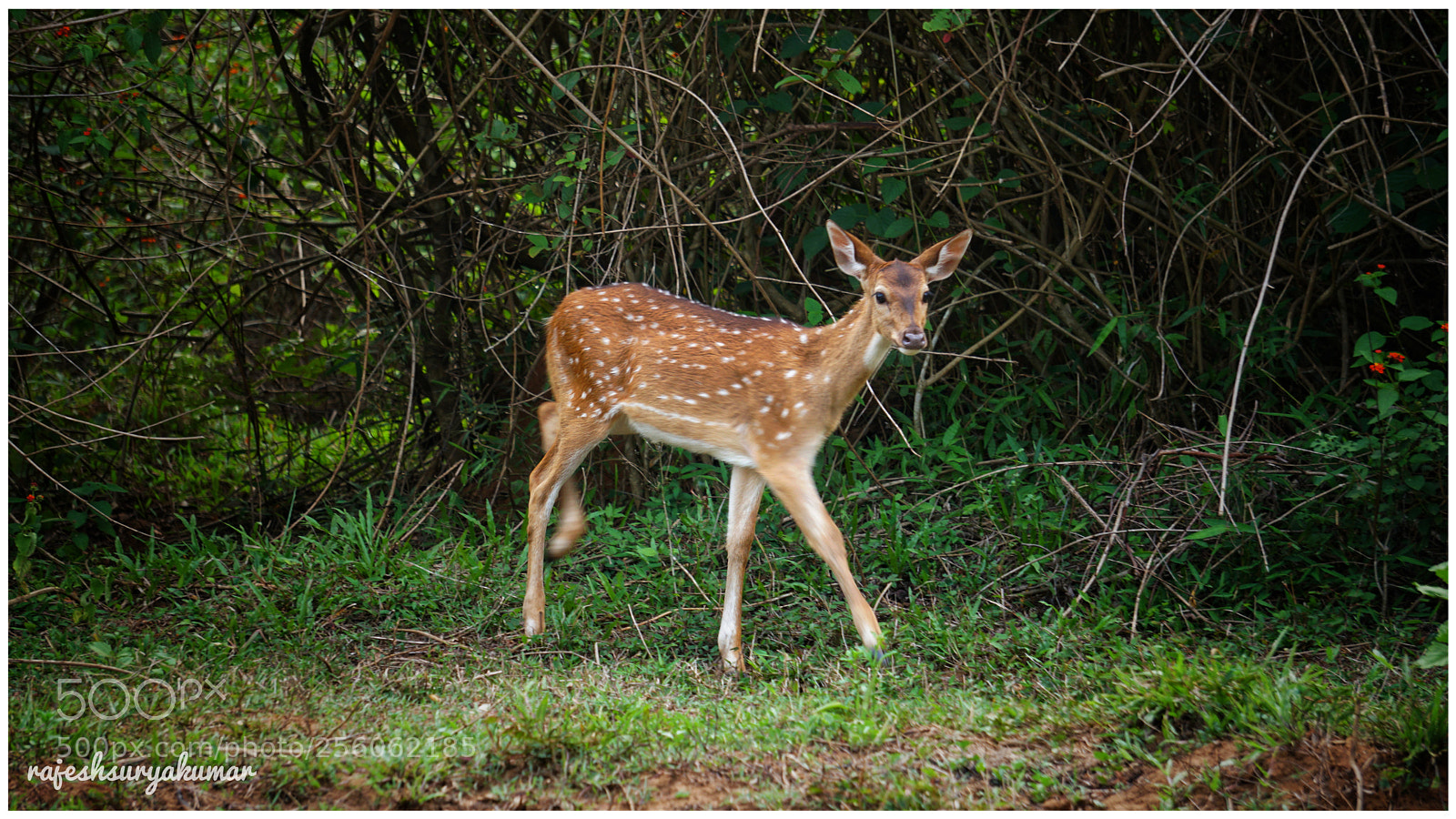 Sony a6300 sample photo. Deer photography