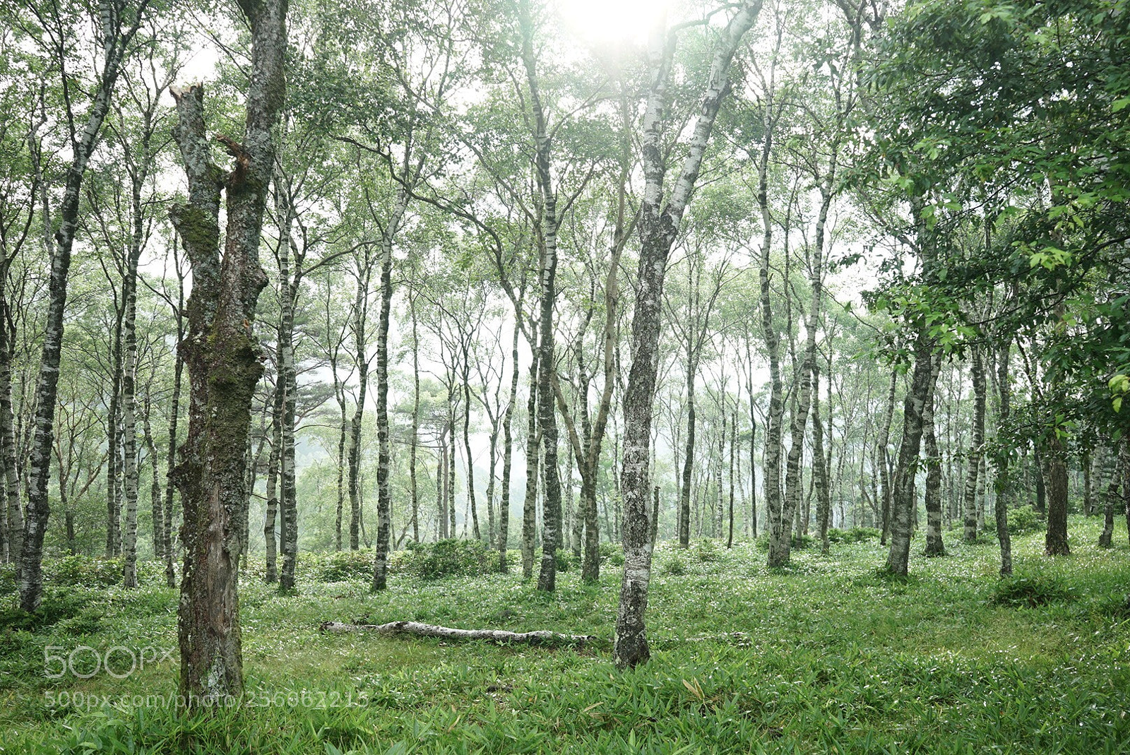 Sony a7 sample photo. Forest photography