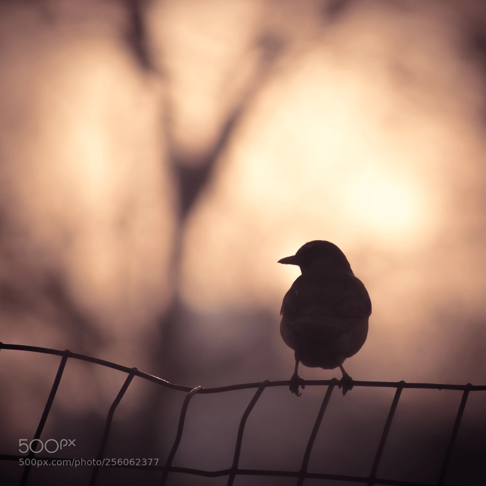 Nikon D5500 sample photo. Misty morning robin photography