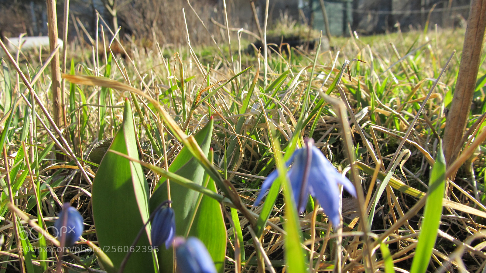 Canon PowerShot SX130 IS sample photo. Img photography