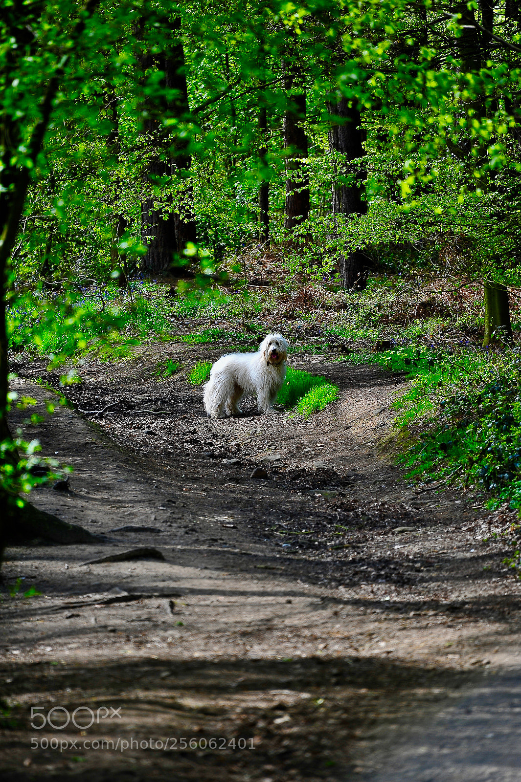 Nikon D700 sample photo. Shaggy dog photography