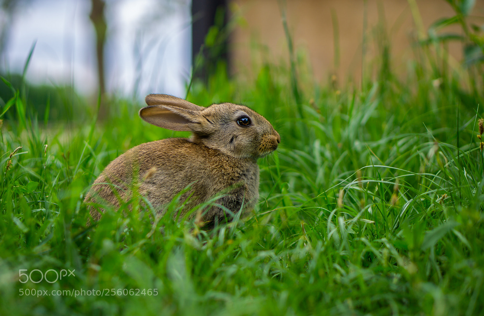 Sony a6000 sample photo. Kaninchen photography