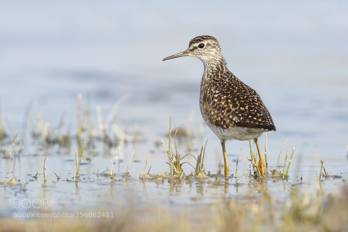 Canon EOS 7D Mark II sample photo. Wood sandpiper photography