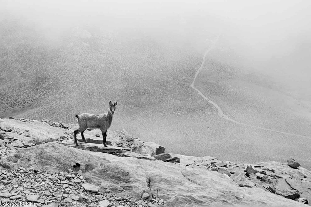 rupicapra by giorgos bisbikis on 500px.com