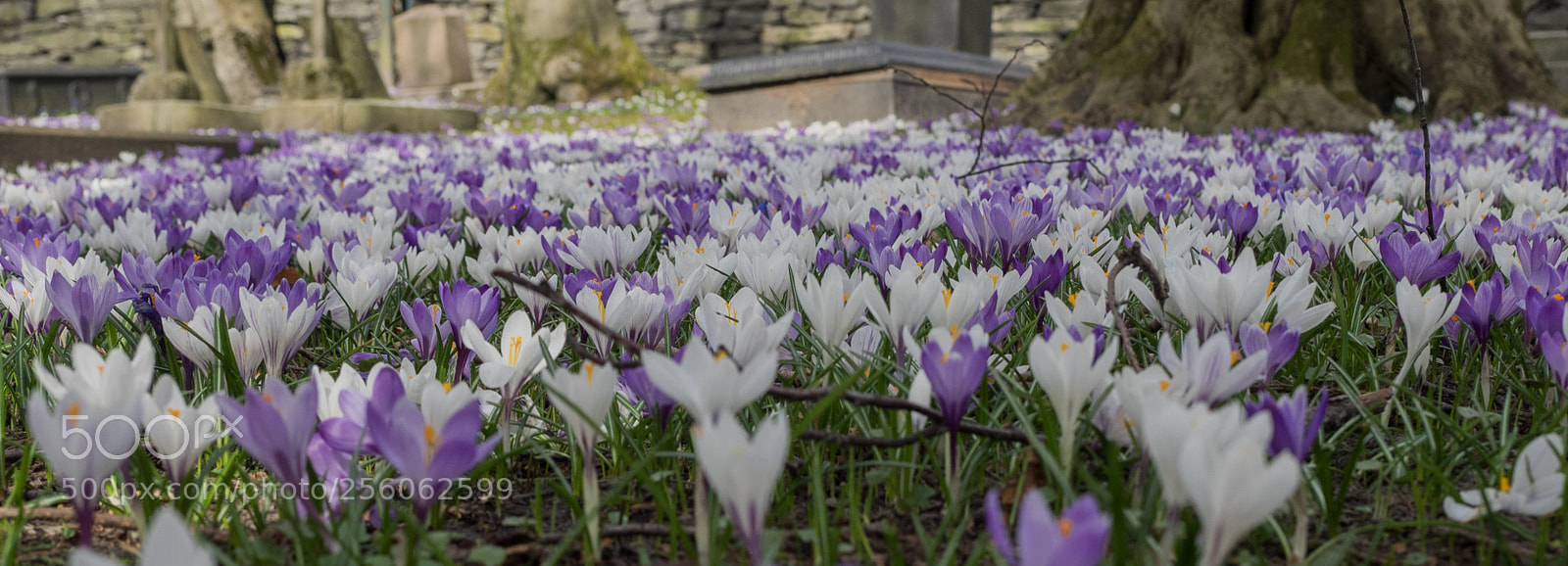 Olympus OM-D E-M1 sample photo. Spring in norway photography