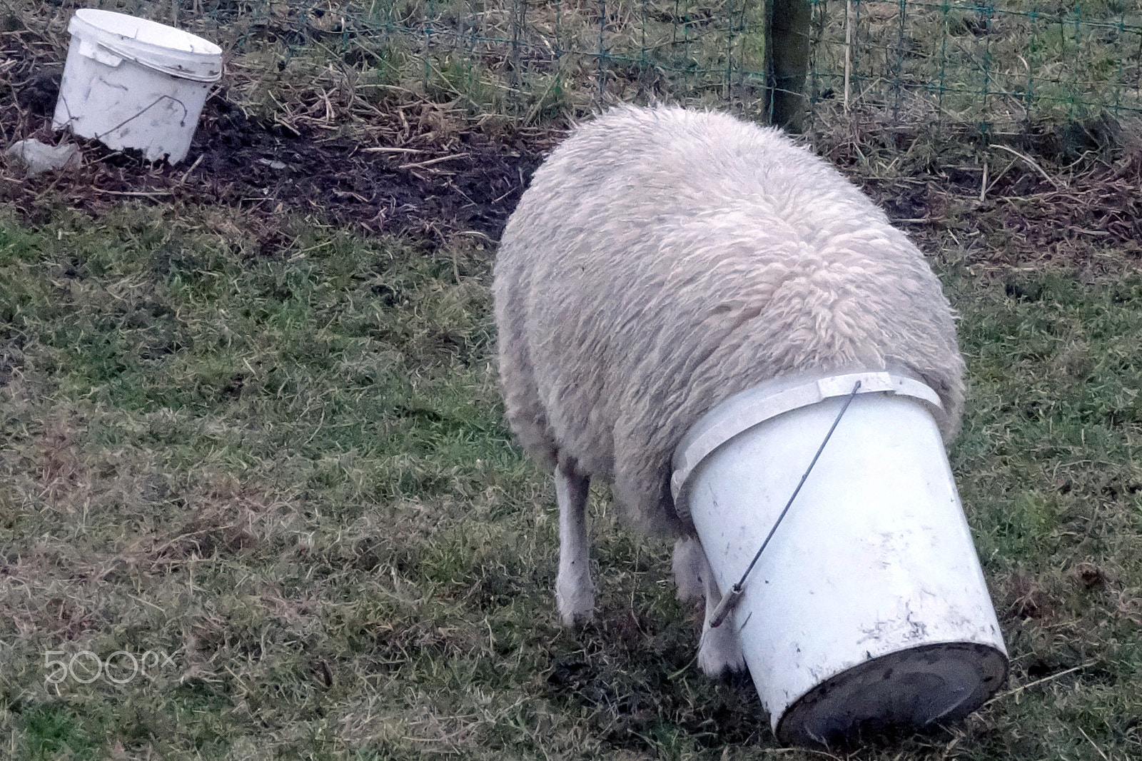 Sony Cyber-shot DSC-WX300 sample photo. Too deep for a sheep photography