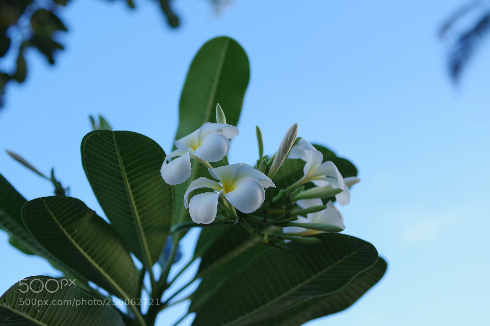 Pentax K-S2 sample photo. Morning flowers photography